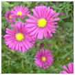 aster novi belgii