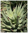 Cape Aloe