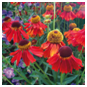 Helenium