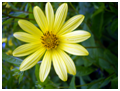 Heliopsis