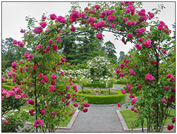 arco di rose