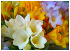 freesia